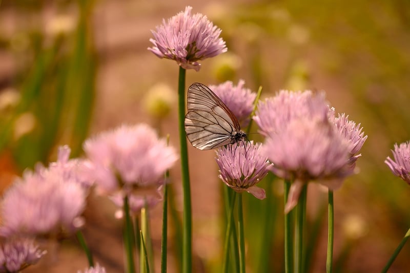 Butterfly Effects